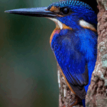 Enchanting Wildlife Scenes from the Amazon Rainforest Captured by an Esteemed Impressionist Photographer