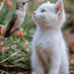 A Hummingbird’s Brief Encounter