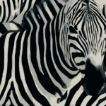 Zebra Stripe Print