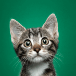 Feline Wonder